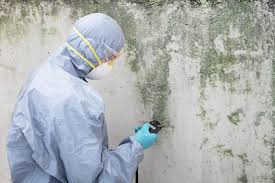 Why You Should Choose Our Mold Remediation Services in Conway, AR